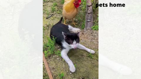 funny video just watch