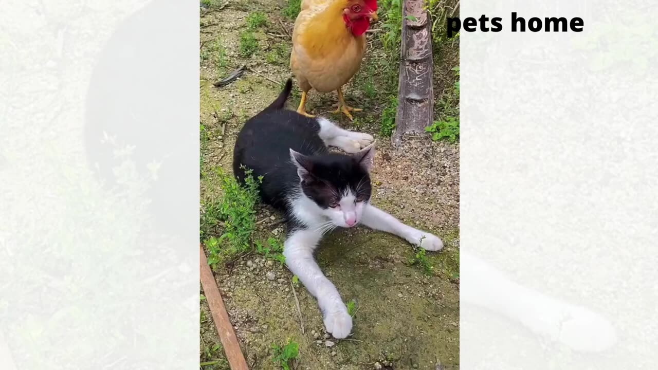 funny video just watch