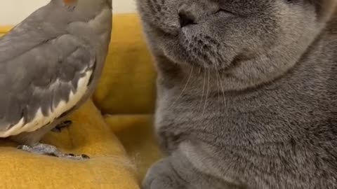 Funny animal videos 213