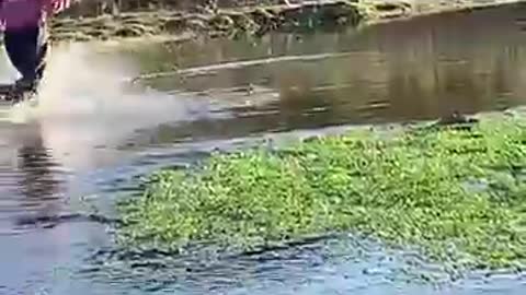 The Best Fish Chase Video 🐟 #shorts