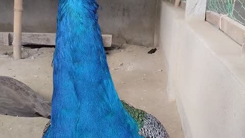 Nice animal