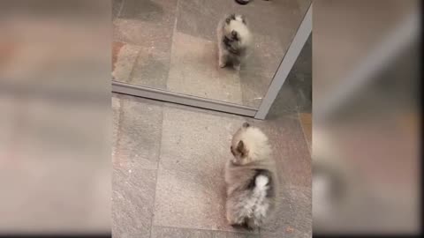 Best Friend - Cute and Funny Animals Videos Compilation