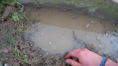 Rescue crabs to feed my turtles!5