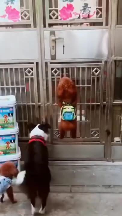 Funny Dog Videos #dogs #cats #animals #funny