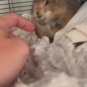 Poppy is a grump in the morning 🤩😍