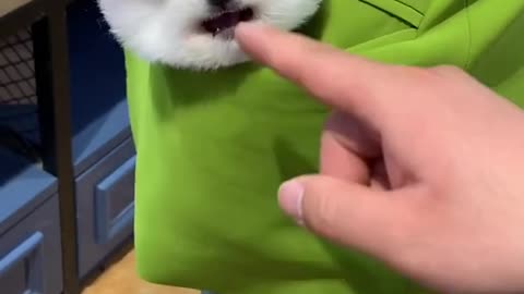 amazing dog videos EP528🐶🆓 best dog tik tok videos funny 💘🆕 dog compilation for home