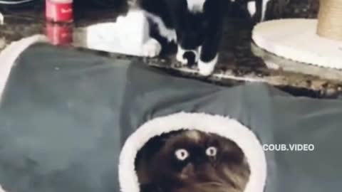 😂Here it is happening, 🐈koti fighters