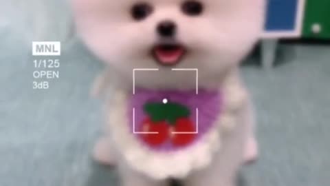 cute animal