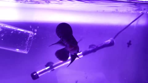 FLOWERHORN getting a water change