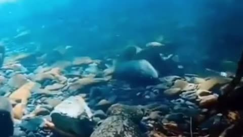 ALASKA