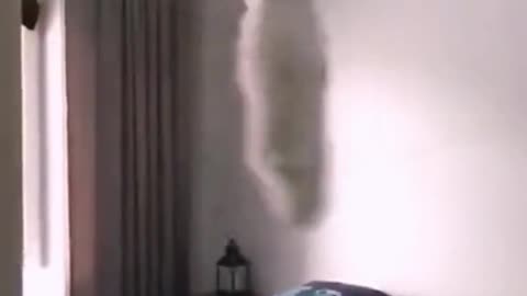 Funny Cats