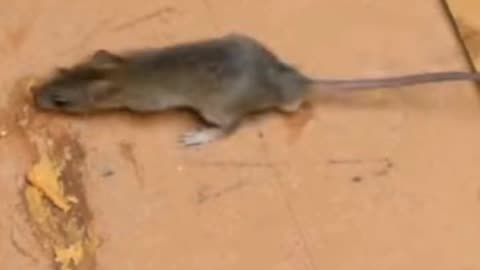 best mouse trap tricks