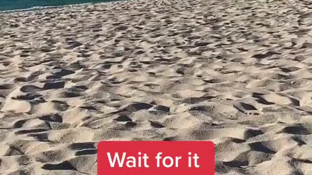 Coco on the beach 🏖️