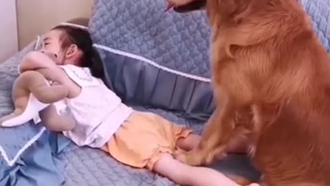 Cute dog give a little girl massage