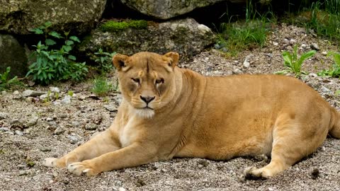 Lioness | No copyright video | nature videos | Animal video | Cheetah videos | Copyright free video