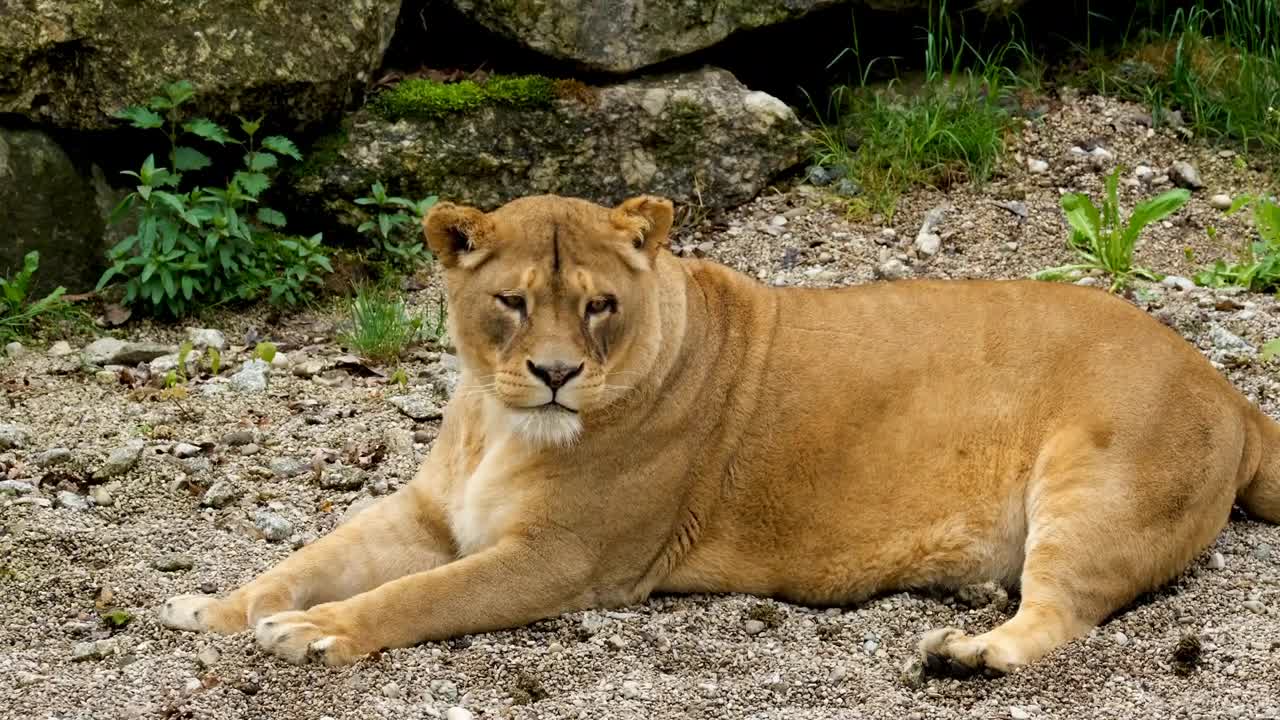 Lioness | No copyright video | nature videos | Animal video | Cheetah videos | Copyright free video