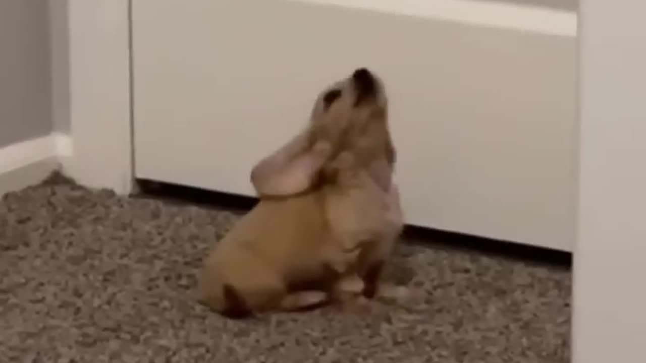 Funny animals - Funny cats - dogs