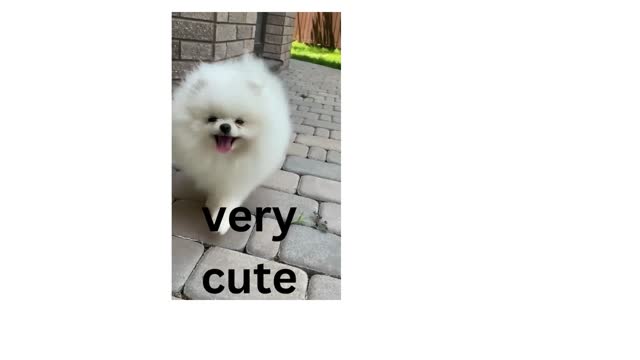 lovely dogs