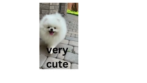 lovely dogs