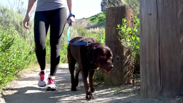Best dog products for 2021