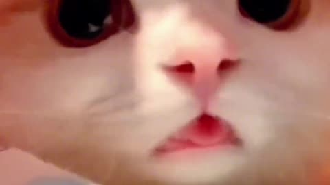 Animals videos