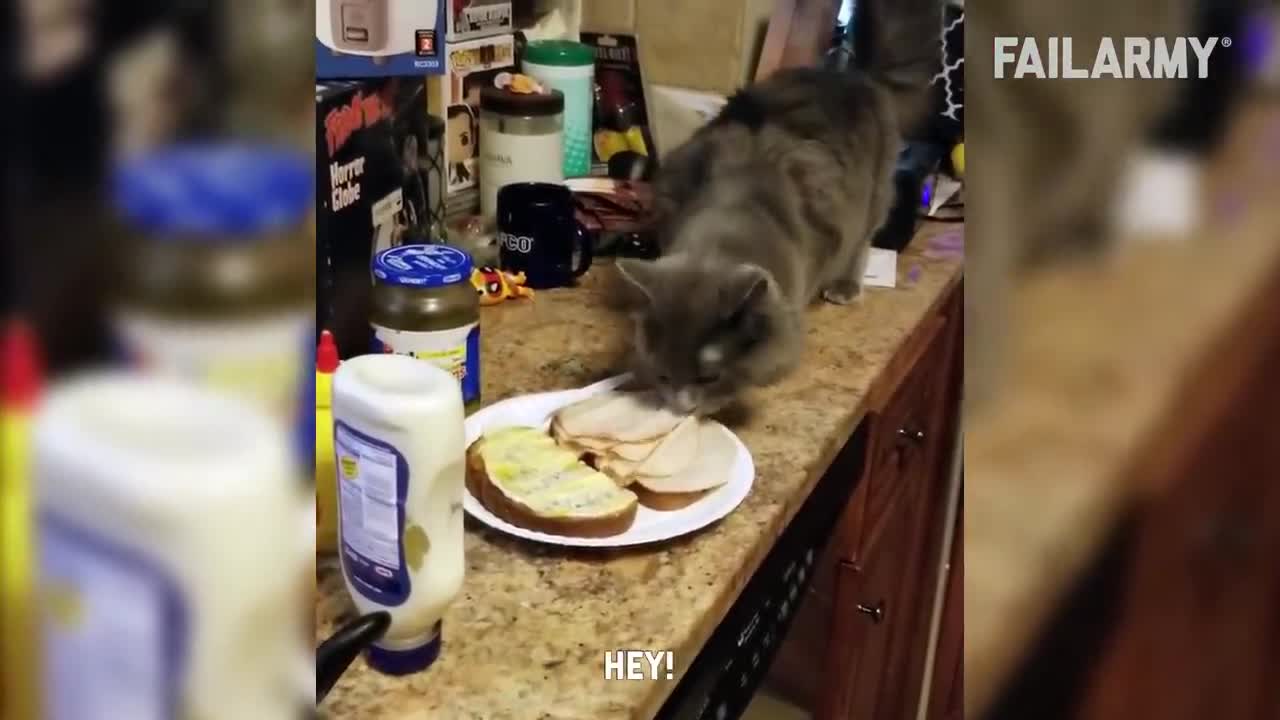 Poor Cat Fails Every Time