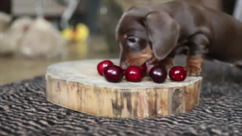 Dachshund Puppies