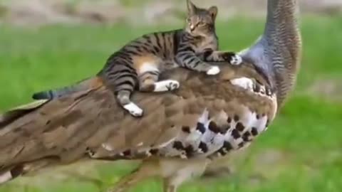 The affection between two animals