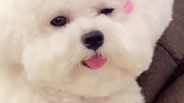 My baby puppy,is so cute.I love her!!