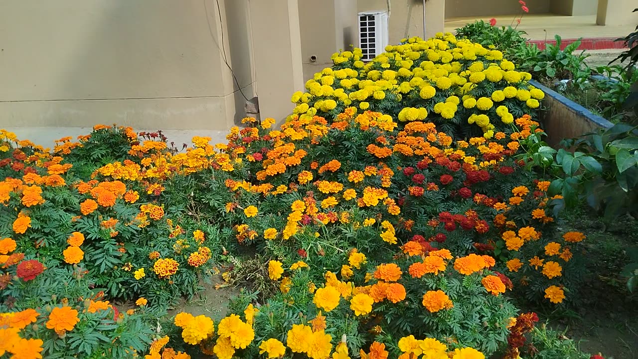 Natural Flower