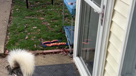 Smart Husky Foiled by Self Closing Door