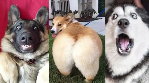 funy dogs