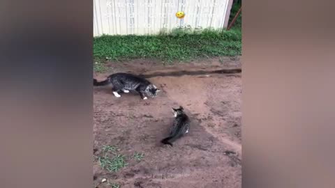 Funny Pets_Part 6