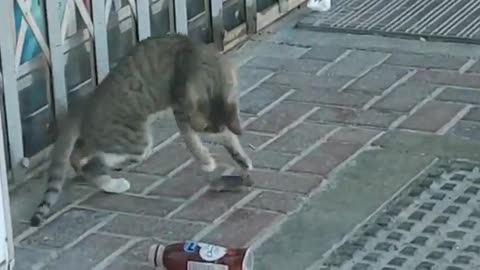 The cat teasing the mouse and the mouse is trembling with fear of death.