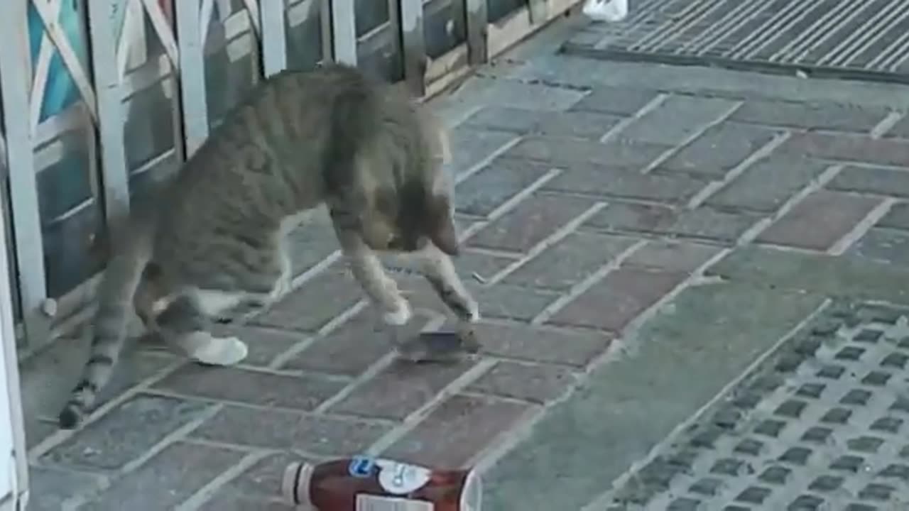 The cat teasing the mouse and the mouse is trembling with fear of death.