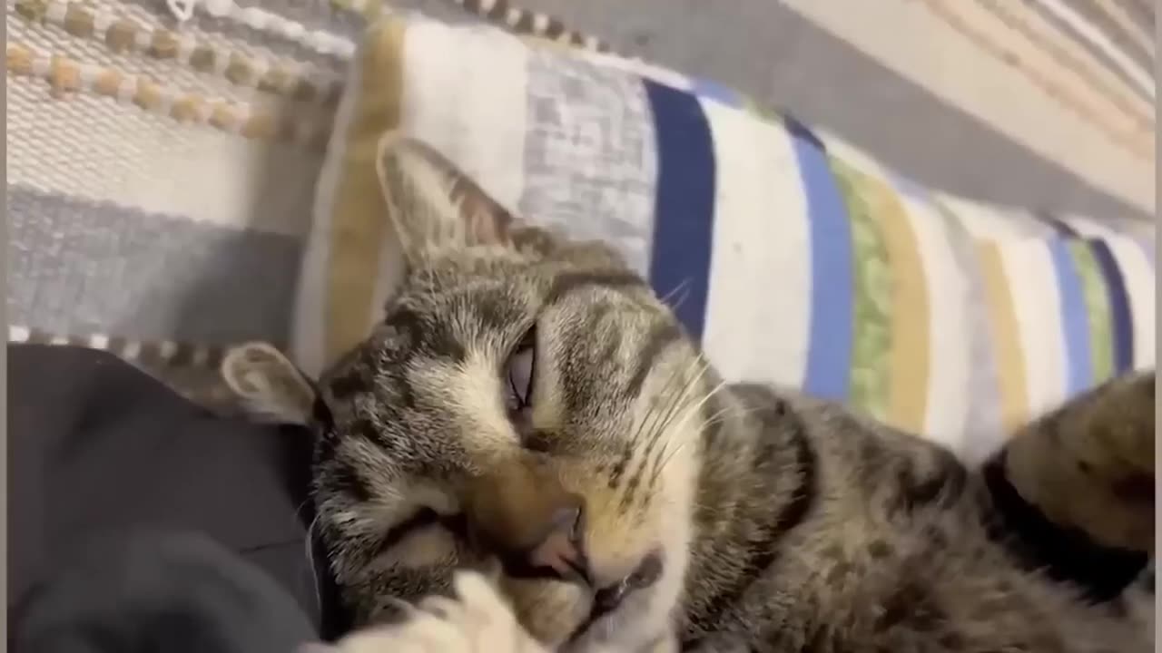 Funny Dogs And Cats Videos 2024 😅They're Best Friends