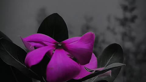 Beatifull nature