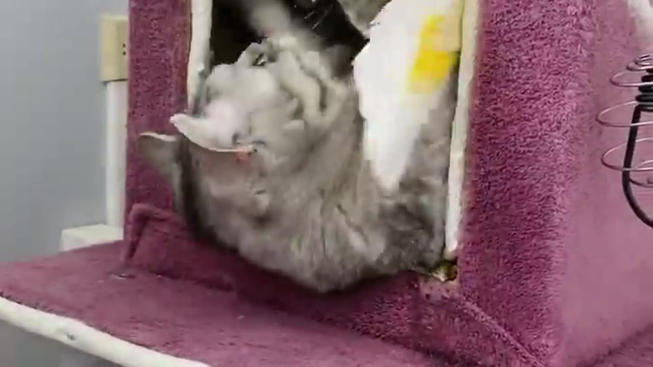 Parrot and Cat Enjoying a Playdate