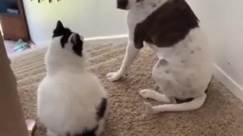 Funny animals videos!
