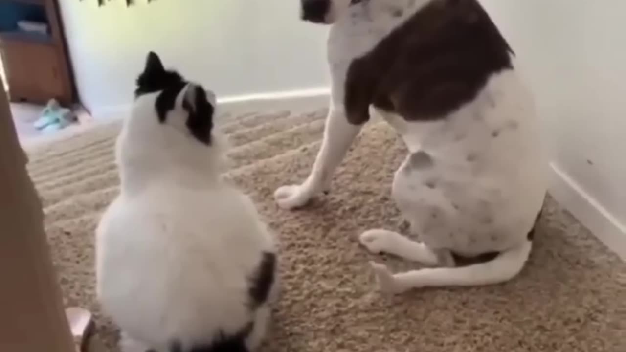 Funny animals videos!
