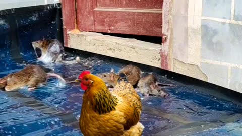 How to Caught Rat A unique Technique