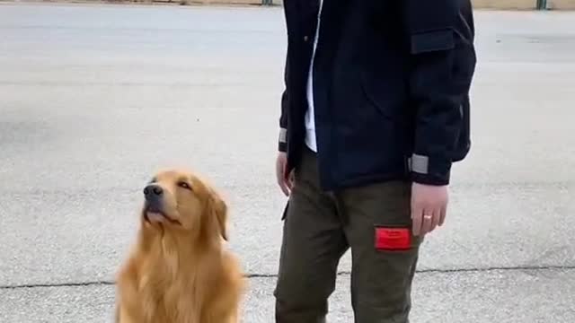 The dog plays football, shoots a goal, the ball gets stuck