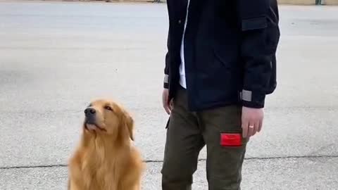 The dog plays football, shoots a goal, the ball gets stuck