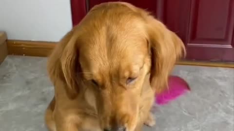 Dog Intelligence Test