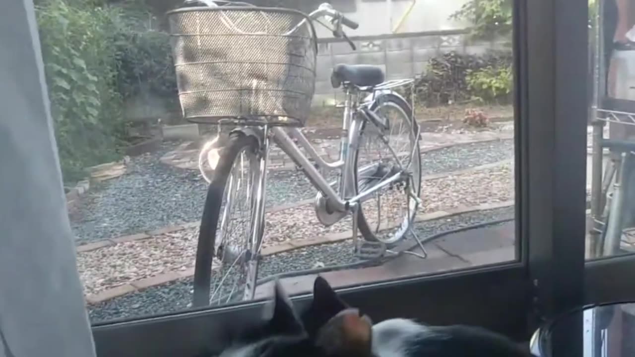 Cuentos de gatos de refugio episodio 2, parte 2: "Reunión, y..."