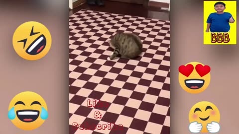 Cutest &amp; Lovable Cats || Funny Moments