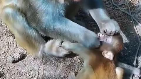 #usa #monkey