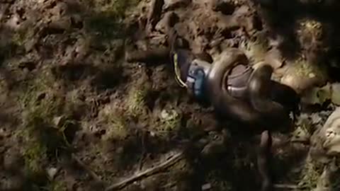 Como seria ser digerido por uma anaconda?