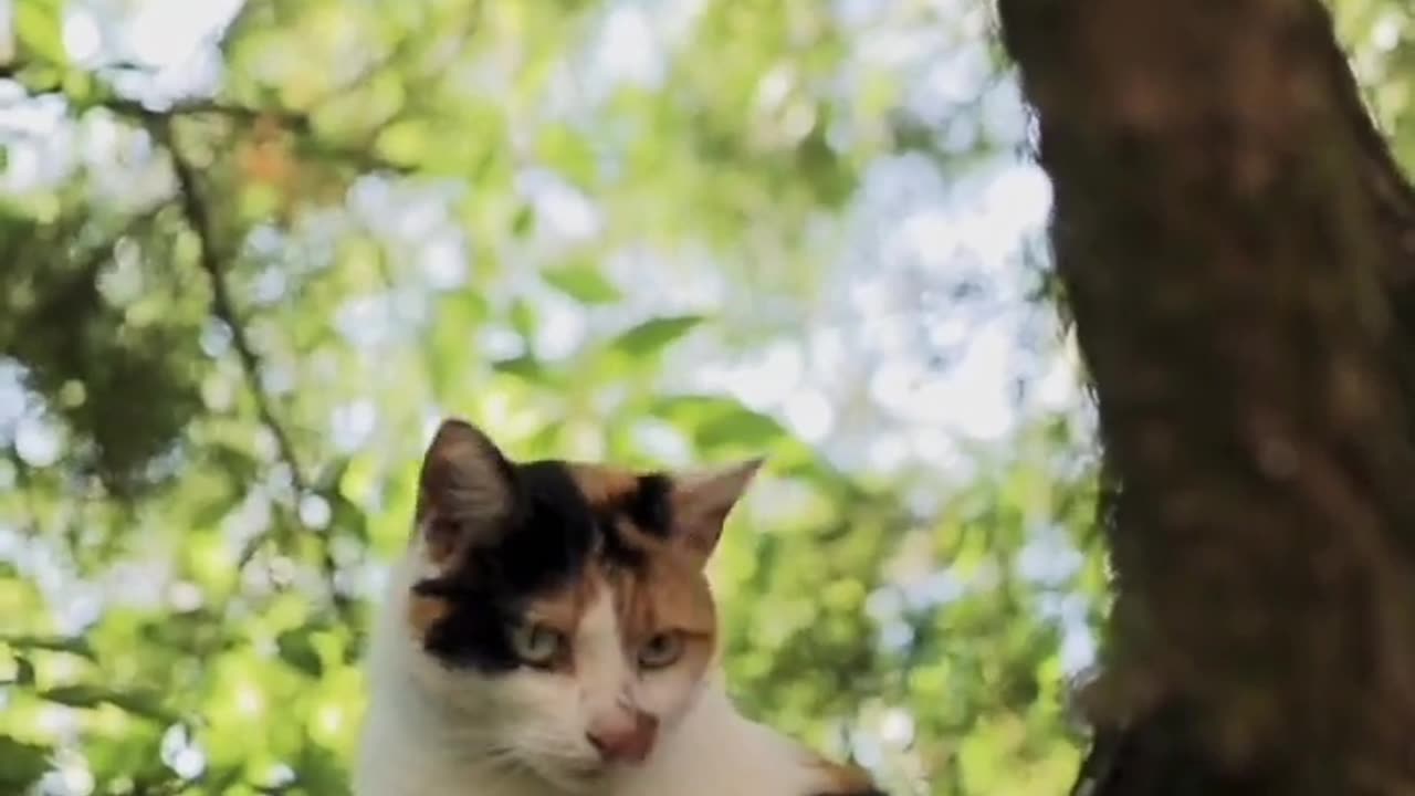 Beautiful Cat on morning _cat _beautifully