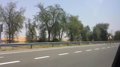 Camel Dance on Motorway